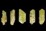 Five Yellow Apatite Crystals (Over ) - Morocco #143087-1